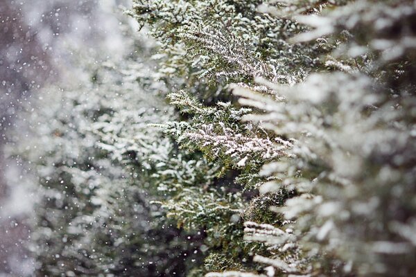 Flocons de neige gelés sur les branches de sapin
