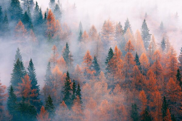 The trees are wrapped in autumn fog