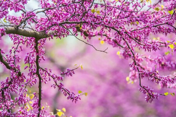Природа дерево пружина весна