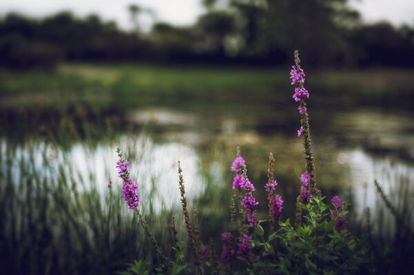 Трава цветы озеро река Размытый фон