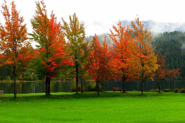 Осенние деревья красная листва на фоне зеленой травы