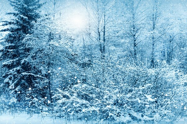 Schneebedeckte Bäume im Winterwald