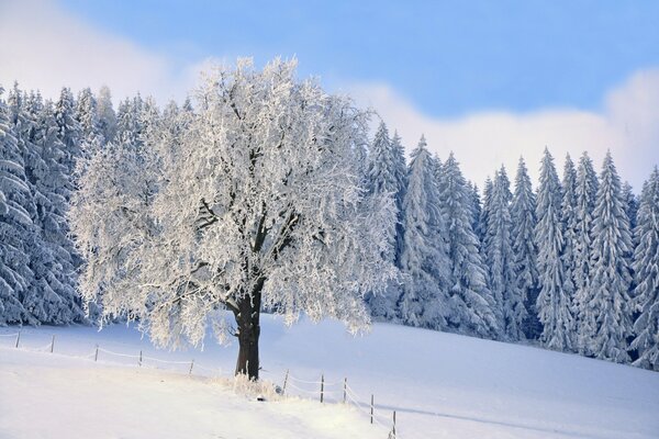 Foresta invernale con alberi in brina