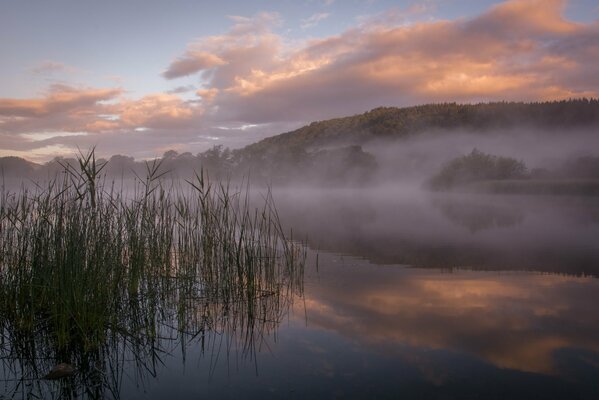 Morning haze over the lake in the reeds