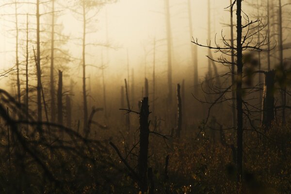 Waldbrand im Nebel