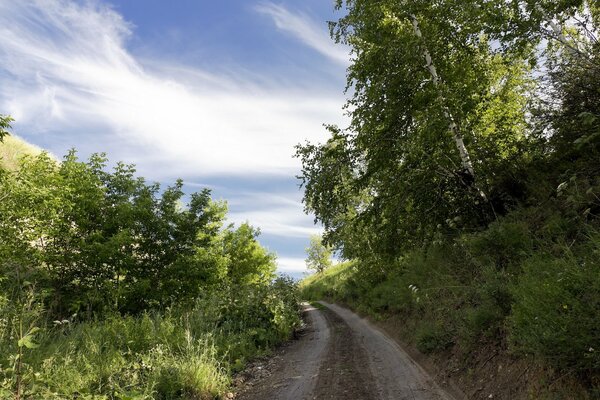 Village field road between greenery