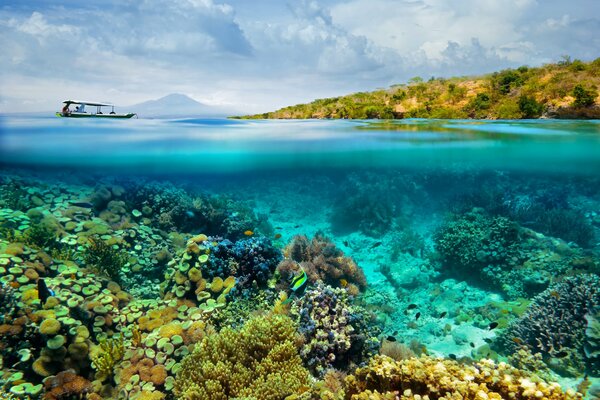 Image of the seabed and its inhabitants