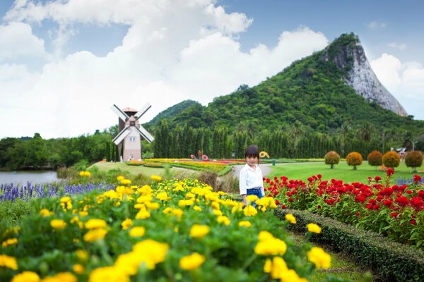 Vallée du pavot dans les montagnes de Pattaya