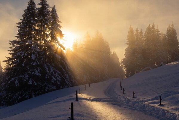 Sentier d hiver dans la forêt de conifères