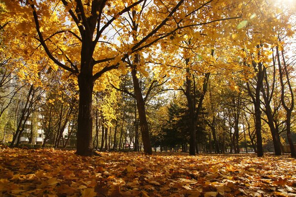 Parco a Pyatigorsk in autunno