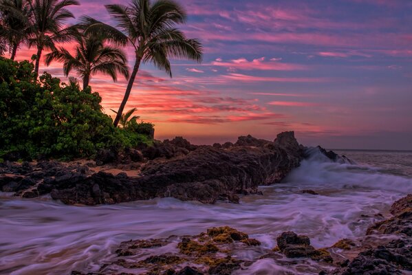 A storm at sunset. Palm trees on the seashore