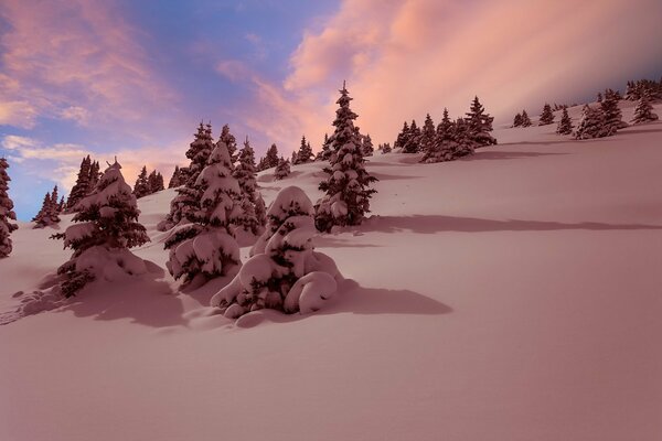 Mangiato nella neve sul fianco della montagna