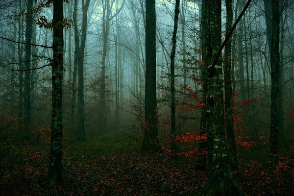 Foresta alberi autunno sera foglie