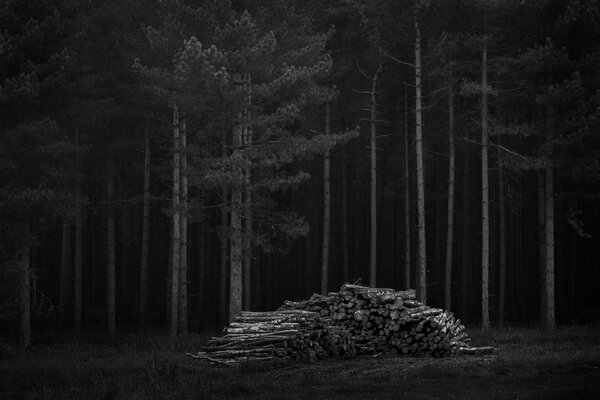 Bosque nocturno y leña en la oscuridad