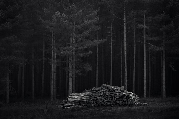 Forêt de nuit et bois de chauffage dans l obscurité