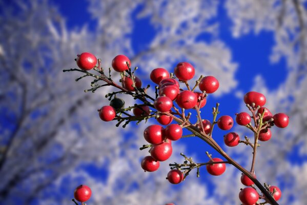 Rote Beeren auf einem Ast