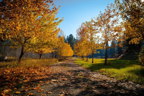 Paysage d automne et les feuilles sur la route