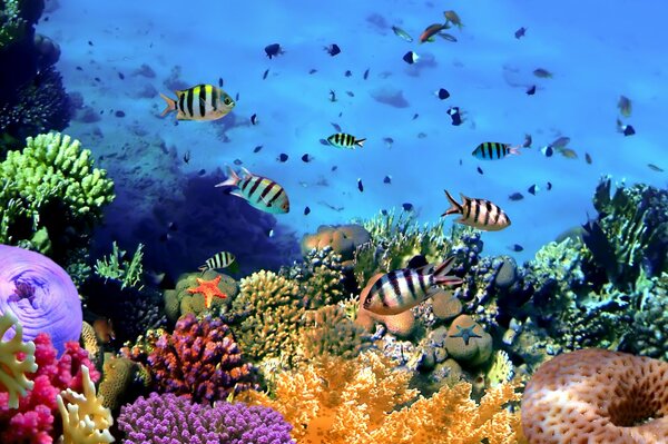 Peces tropicales en los arrecifes de Coral