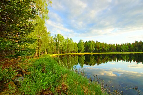 Un endroit pittoresque dans la forêt à côté du lac dans lequel les nuages se reflètent