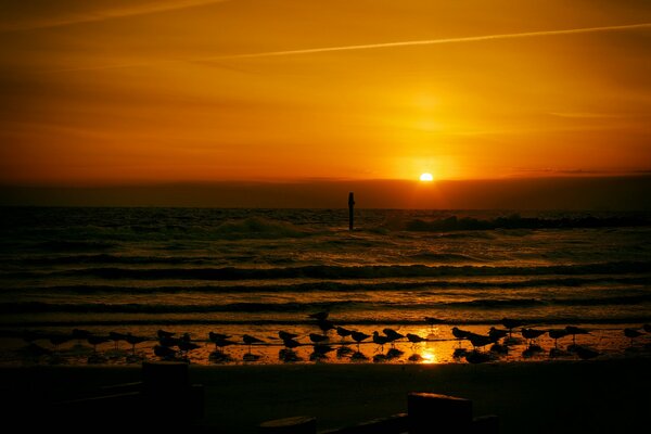 Seagulls on the seashore at sunset