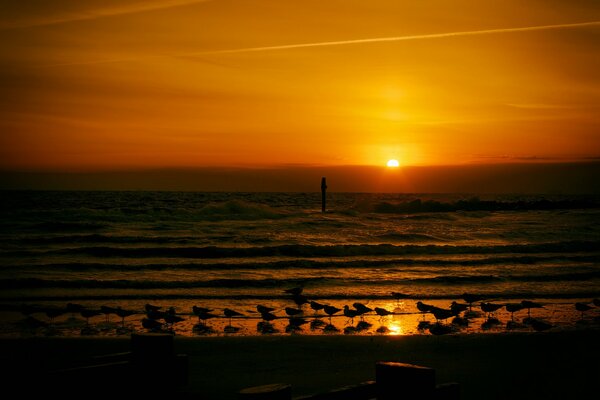Mouettes au bord de la mer au coucher du soleil