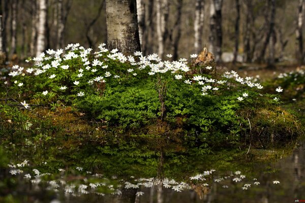 Spring joy - the first snowdrops