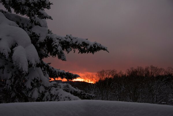 Abeto cubierto de nieve en el fondo de la puesta de sol de invierno