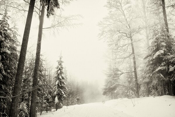 Schneebedeckte Fichten im Winterwald