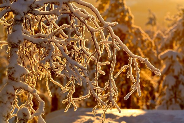 Winter sunny day branches in the snow winter