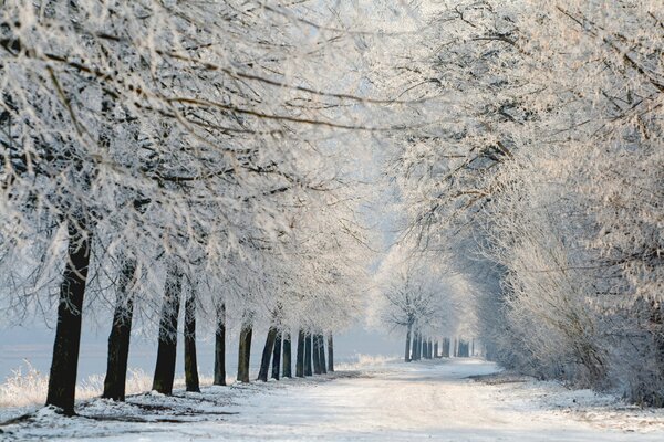 The landscape of a winter forest with trees on the branches of which there is a lot of snow