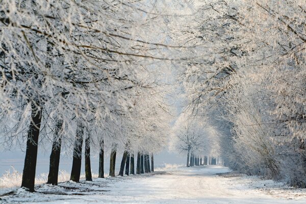 Paysage de forêt d hiver avec des arbres sur les branches dont beaucoup de neige se trouve