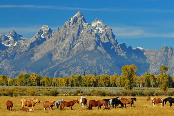 Manada de caballos en el fondo de las montañas