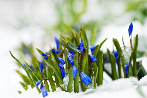 The first messengers of the approaching spring