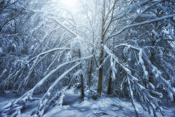 En el bosque de invierno, un árbol está cubierto de escarcha