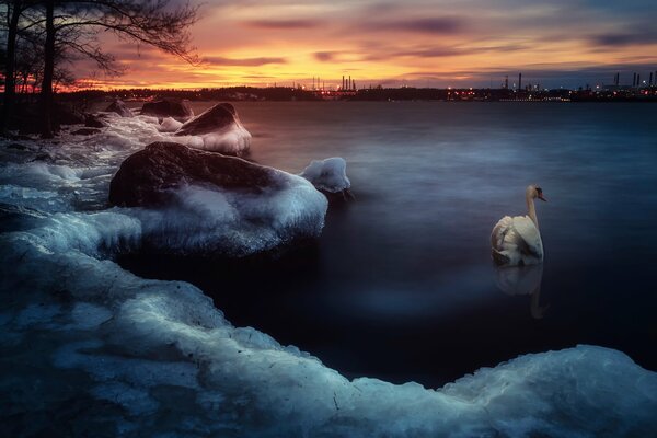 Costa de invierno noche cisne