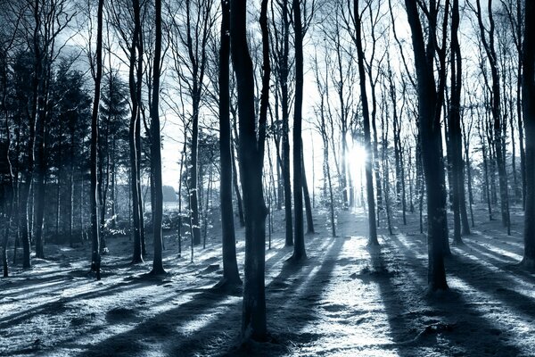 The winter sun peeps through the slender trunks of trees