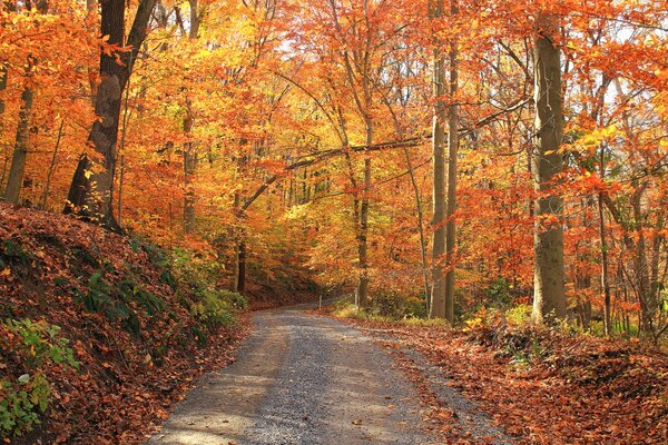 Una strada tra una foresta autunnale cosparsa di foglie luminose