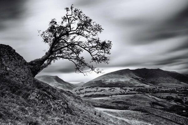 Wallpaper black and white tree stands on a slope