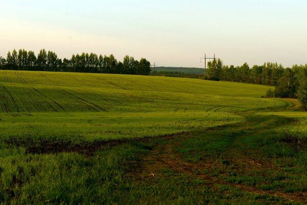 Été. Route à travers le champ dans la forêt