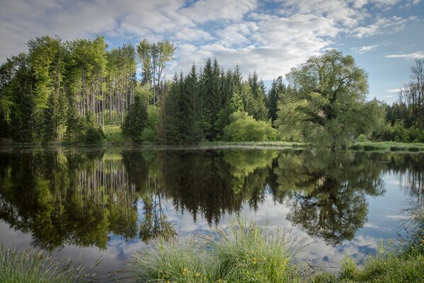 Ein sauberster See, umgeben von mächtigen Bäumen