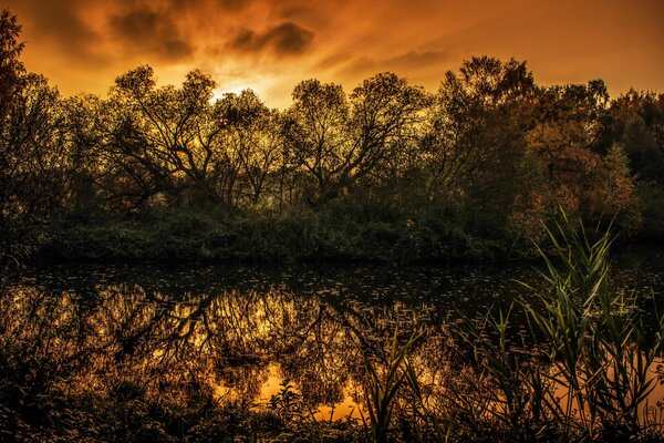 Lago alberi palude tramonto