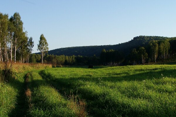 Grüner Wald Birkenhain und Lichtung