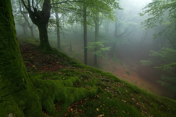 Verzauberter Wald im Nebel