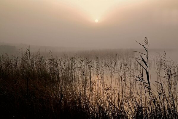 Schilf am Seeufer im Nebel