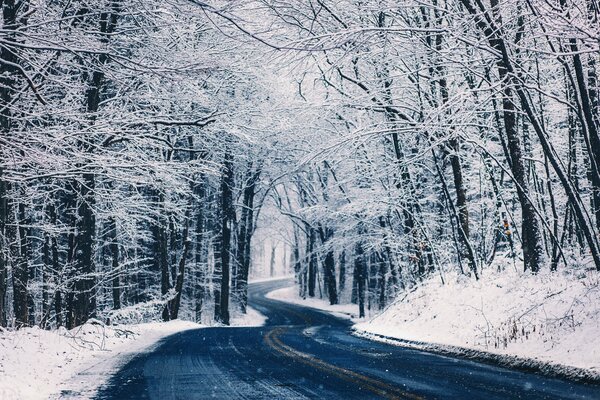 Winter road in a snowy forest