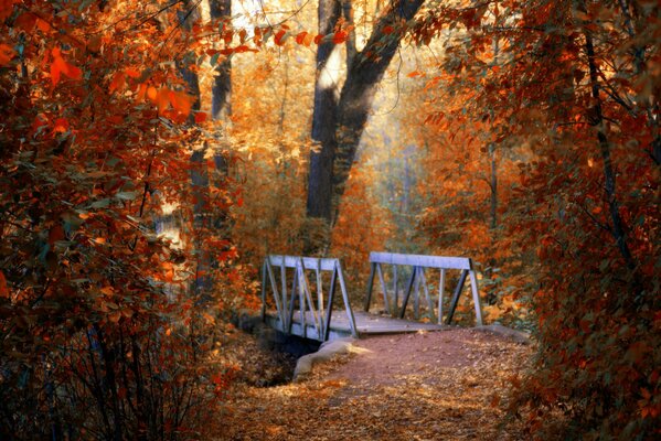 Puente de madera en las profundidades del parque de otoño