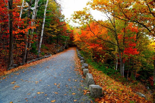 Automne nature au bord de la route