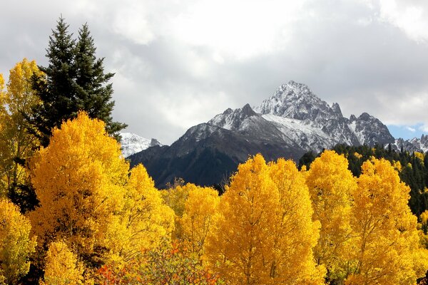 Alberi d oro sullo sfondo delle montagne