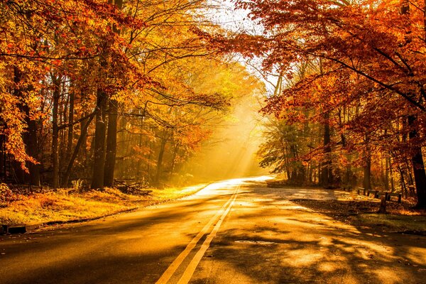 Route dans la lumière dorée de l automne