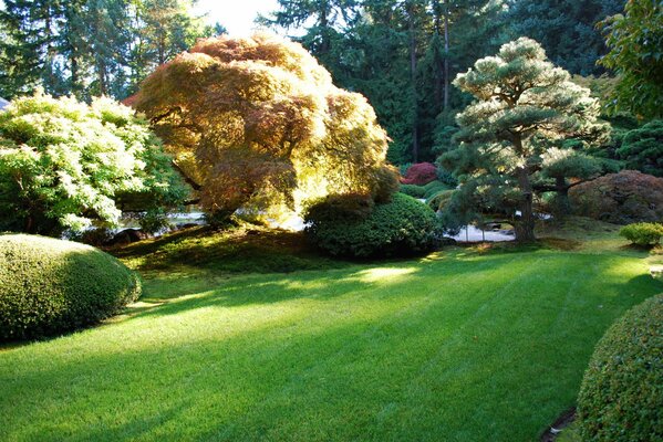 Trees in the garden of the USA